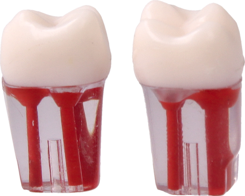 Model-zeba-do-cwiczen-endodontycznych-16.png