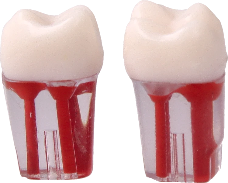 Model-zeba-do-cwiczen-endodontycznych-16.png