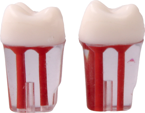 Model-zeba-do-cwiczen-endodontycznych-26.png