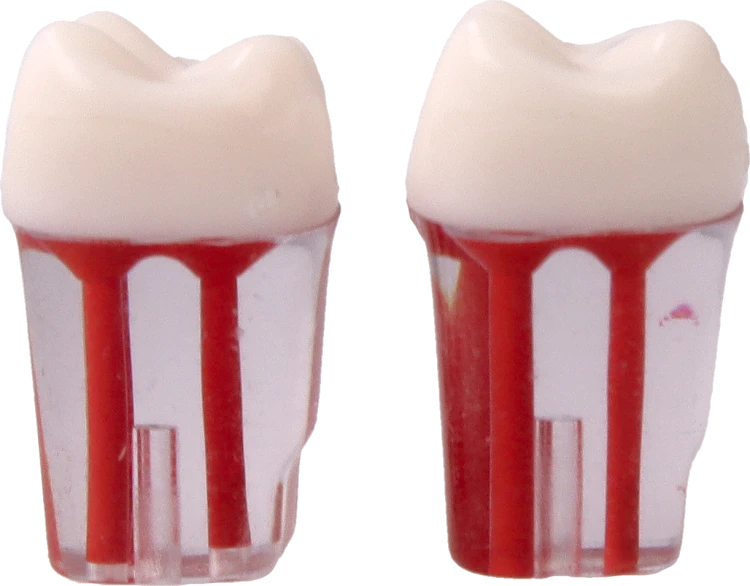 Model-zeba-do-cwiczen-endodontycznych-26.png