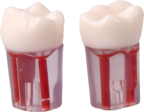 Model-zeba-do-cwiczen-endodontycznych-36.png