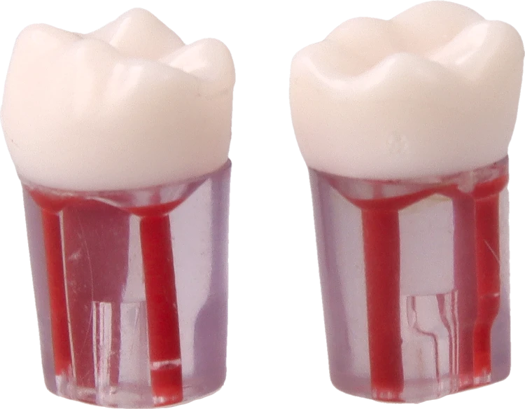 Model-zeba-do-cwiczen-endodontycznych-36.png