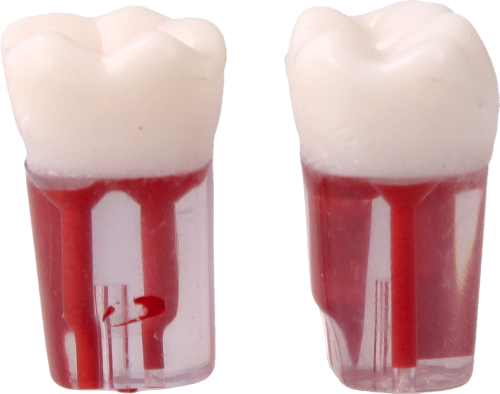 Model-zeba-do-cwiczen-endodontycznych-46.png