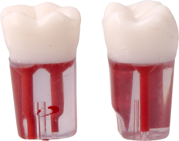 Model-zeba-do-cwiczen-endodontycznych-46.png